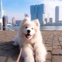 @wanderlust_samoyed