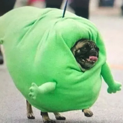 swagfatrat