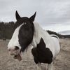 equi_horse