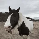 @equi_horse