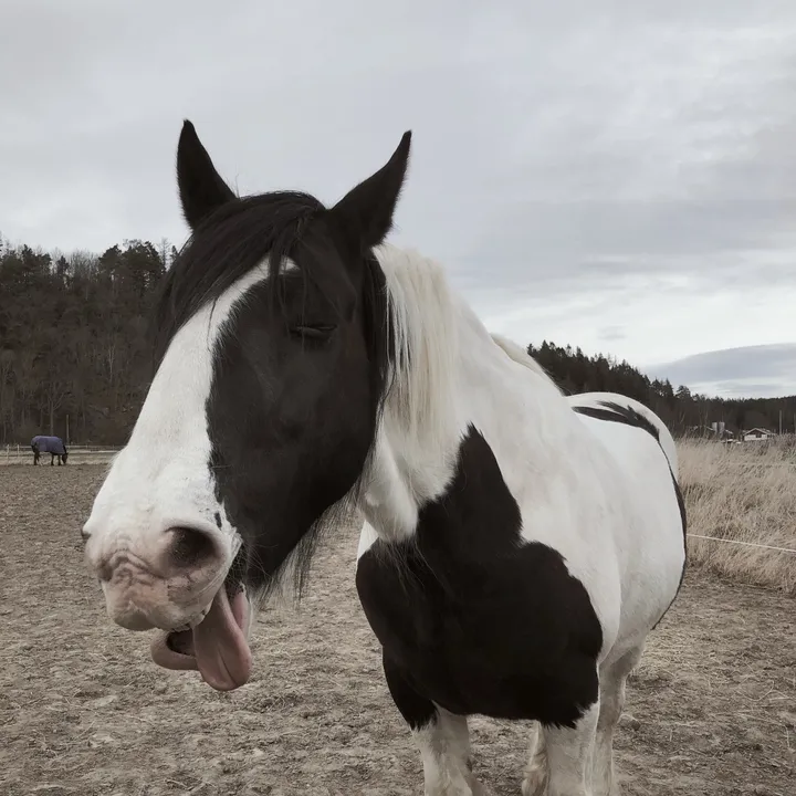 equi_horse