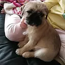 @nachoandfriends