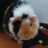 tinypatch