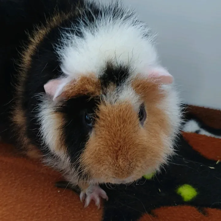 @tinypatch