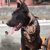 pitbull.pasa