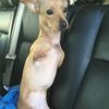 roo_the_two_legged_dog