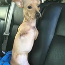 @roo_the_two_legged_dog