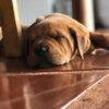 vitoria._.dog