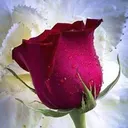 @pavitrapallu67