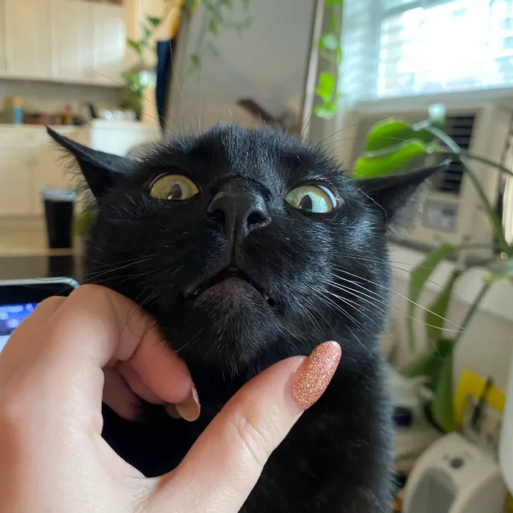 mrtinybagheera