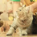 @pinkcat.ha