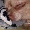 sissi_dog