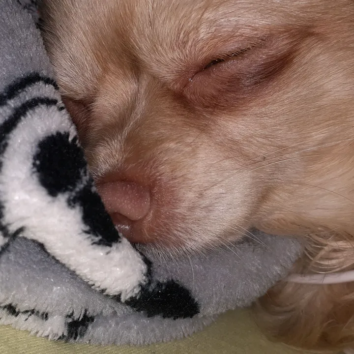 sissi_dog