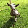 @goatdaddys