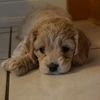 lexie_the_cockapoo
