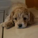 @lexie_the_cockapoo