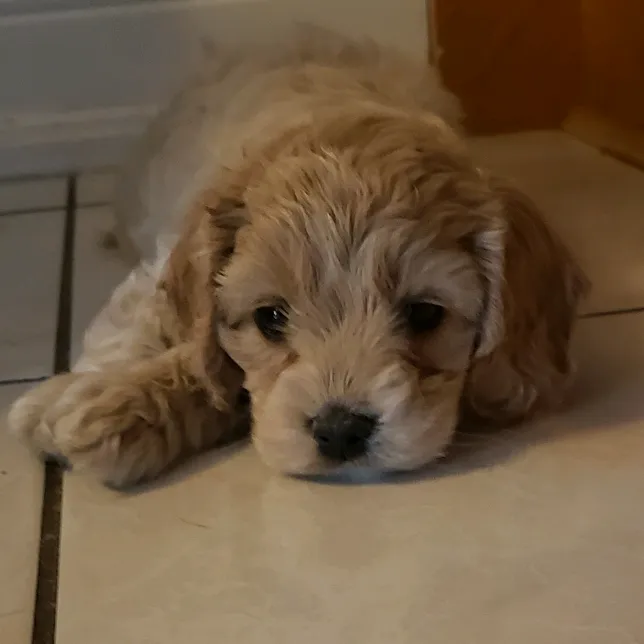 @lexie_the_cockapoo