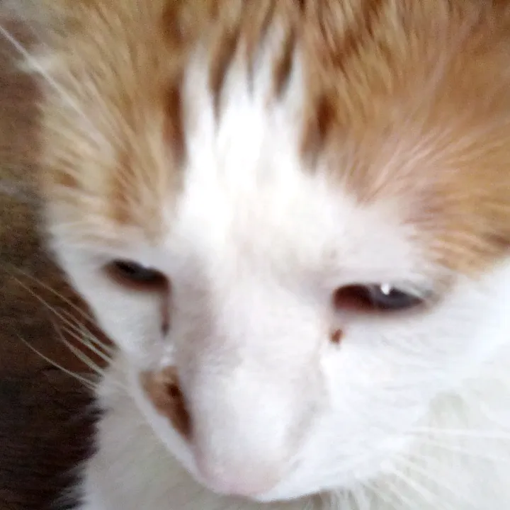 xxboomerthecatxx