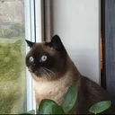 @mille_miaow