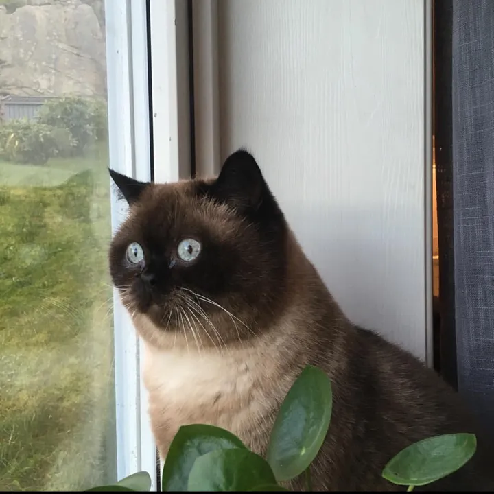 mille_miaow