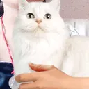 @user739131321