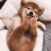 funnyanimals997