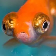 sushiwhiskerss