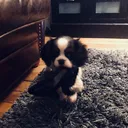 @bulleendouce