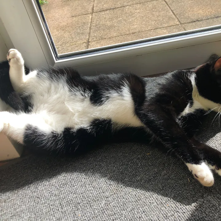 motleythecat