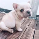 @cocodog000