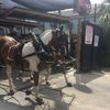 carriageon