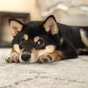 imzoetheshiba