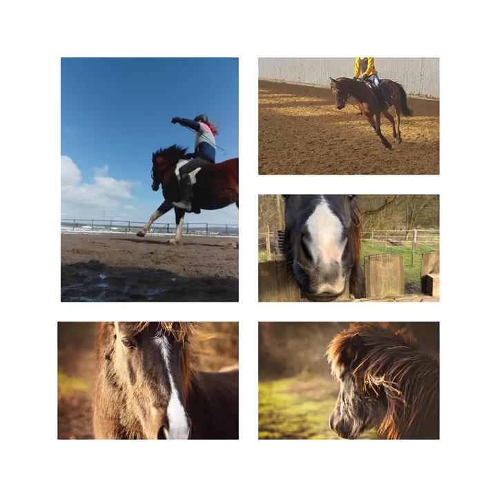 @pony.gruppe_world