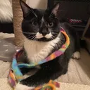 @poirotcat