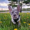 dexter207frenchie