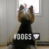 animalhyperbarics02