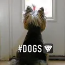 @animalhyperbarics02