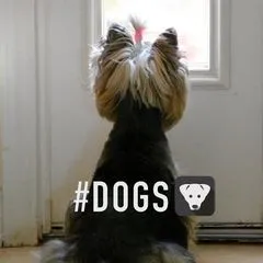 animalhyperbarics02