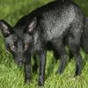 deadsaberfox