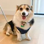 marleythecorgi