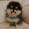 yeontanthedog