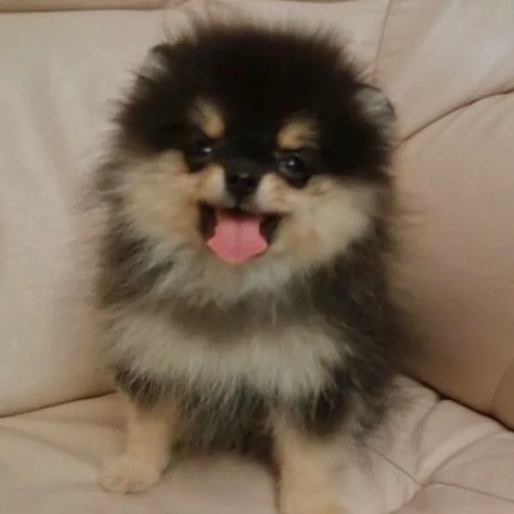 yeontanthedog