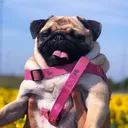 @pug_bulka