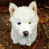 huskyranch