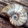 yorkshire.fossils