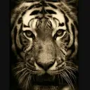 @lahoripalwan123
