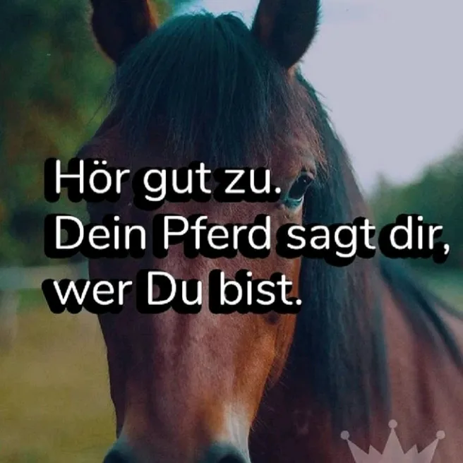 pferdeedits377373