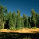 @chaithranayak46