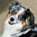 @gunslingeraussies