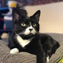 @its_a_cats_world
